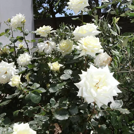 Captain's Nest * Ándros