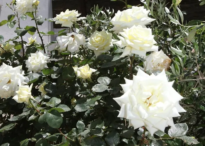 Captain's Nest * Андрос